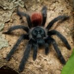 Antilles pinktoe tarantula, Martinique pinktoe tarantula