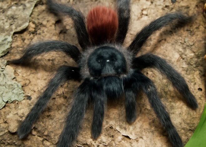 Antilles Pinktoe Tarantula: A Comprehensive Guide