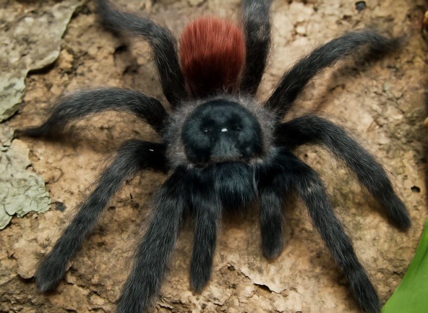 Antilles Pinktoe Tarantula: A Comprehensive Guide