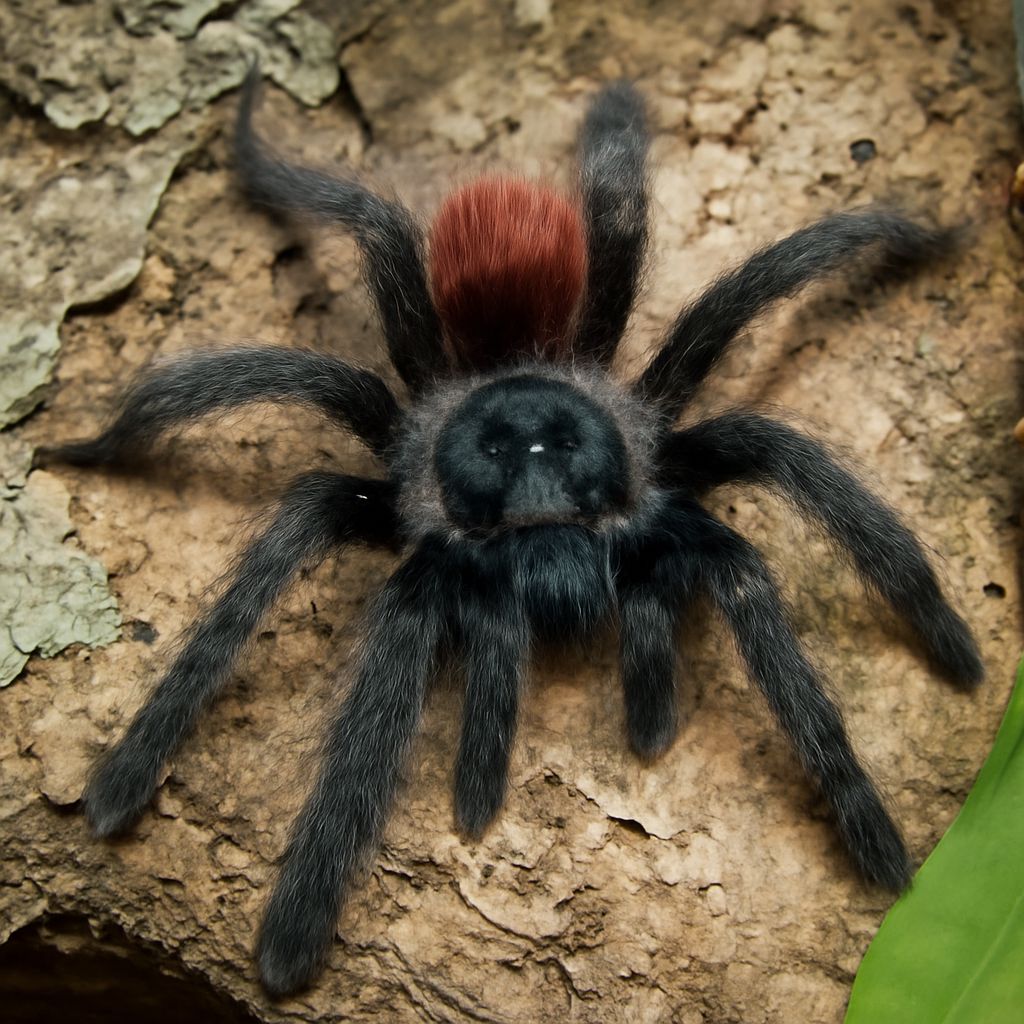 Antilles Pinktoe Tarantula: A Comprehensive Guide